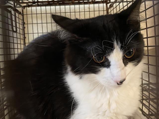 REISHI - Domestic Short Hair available for adoption