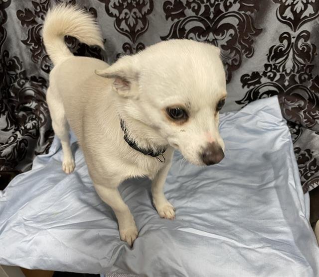*OLAF - Chihuahua available for adoption
