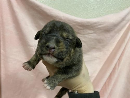 *WAFFLE - German Shepherd Dog available for adoption