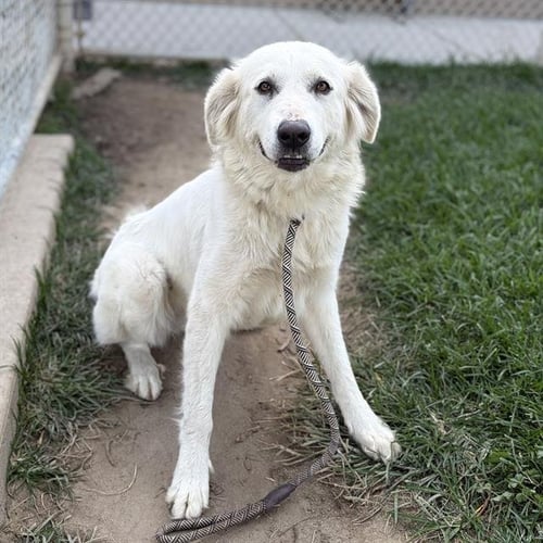 *ANNIE SAVOY - Great Pyrenees available for adoption