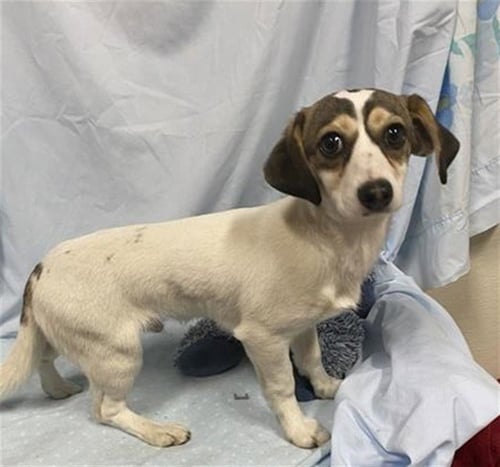 *PIP - Chihuahua / Dachshund available for adoption