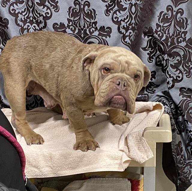 A607772 - French Bulldog available for adoption