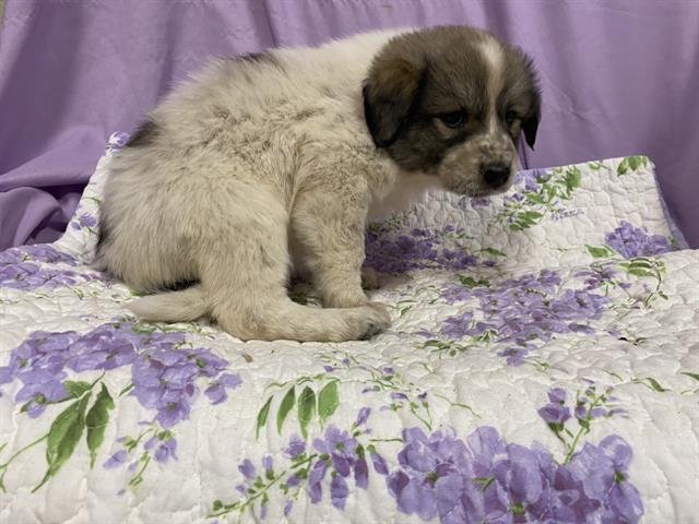 A606832 - Anatolian Shepherd available for adoption