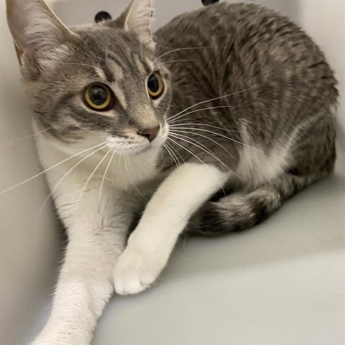 PEARL - Domestic Short Hair available for adoption
