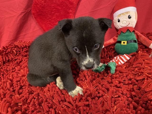 WYATT - Border Collie available for adoption