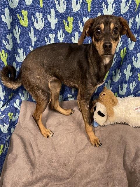 A607584 - Rat Terrier available for adoption