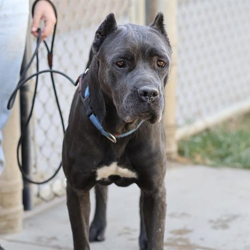 *NEVAH - Cane Corso Mastiff available for adoption