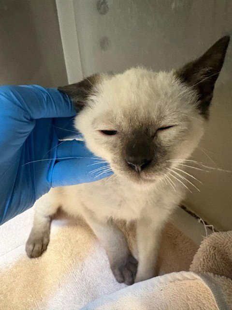 A613269 - Domestic Short Hair available for adoption