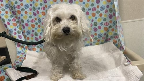 A608642 - Maltese available for adoption