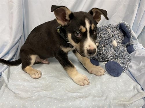 MAX - German Shepherd Dog available for adoption