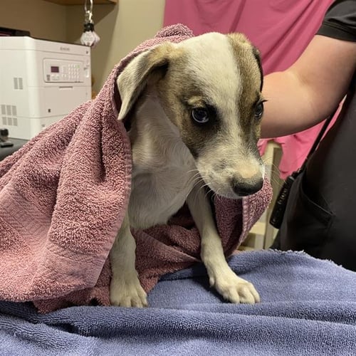 *ALFALFA - Border Collie available for adoption
