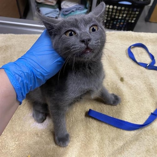 A615532 - Domestic Short Hair available for adoption