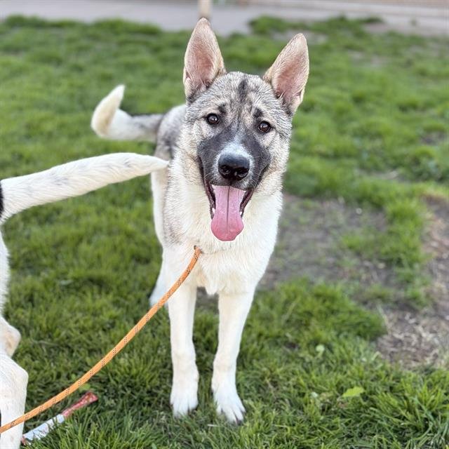 *WAKKO - Husky / German Shepherd Dog available for adoption