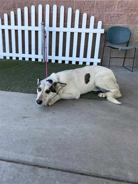 *TITO - Siberian Husky / German Shepherd Dog available for adoption