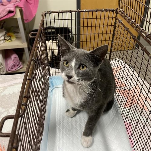 *WILLY - Domestic Short Hair for adoption in Modesto