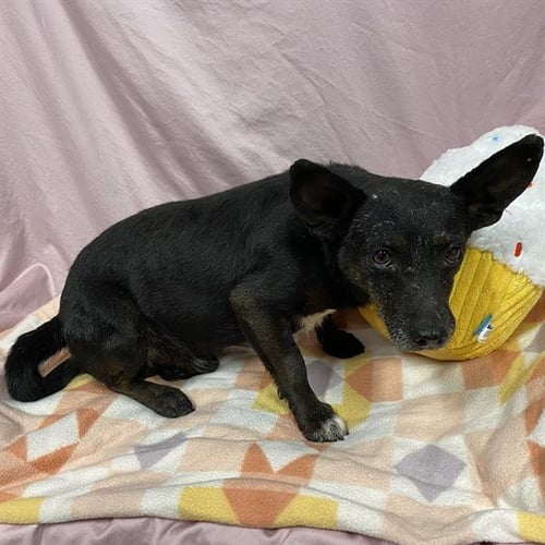 *GUAC - Chihuahua available for adoption