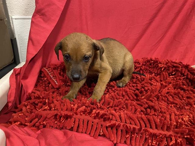 *PERLA - Pit Bull Terrier available for adoption