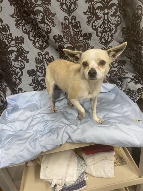 A607747 - Chihuahua available for adoption