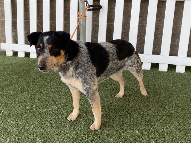 ZUMA - Queensland Heeler available for adoption