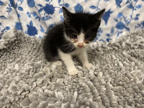 TOOTS - Domestic Medium Hair for adoption in Modesto