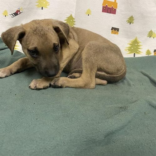 A614388 - German Shepherd Dog available for adoption