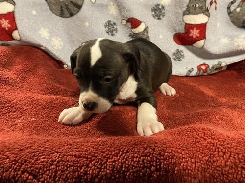 LUCY - Pit Bull Terrier available for adoption