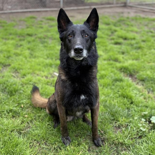 *KAYDEN - Belgian Shepherd Malinois available for adoption
