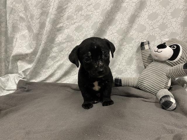 *PUFFIN - Staffordshire Bull Terrier available for adoption