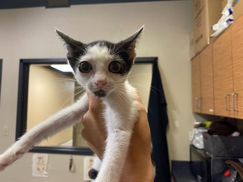 MORK - Domestic Short Hair for adoption in Modesto