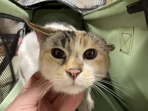 VENUS - Domestic Short Hair available for adoption