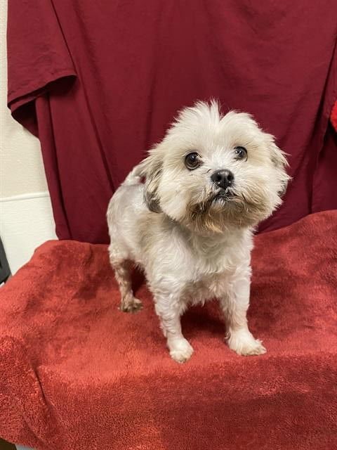 A605701 - Maltese available for adoption