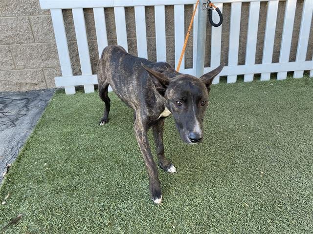 *TATER - Dutch Shepherd available for adoption