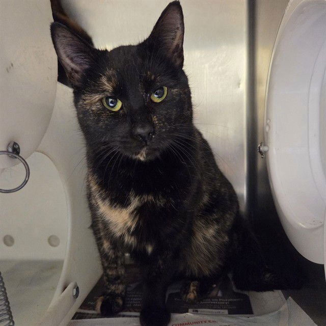 MONKEY - Domestic Short Hair available for adoption