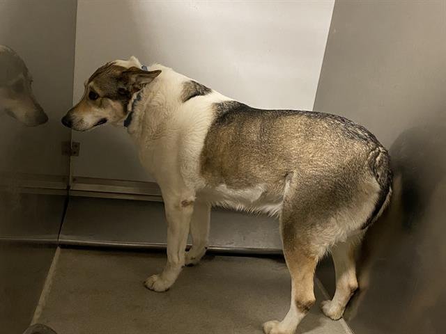 PANDA - German Shepherd Dog available for adoption