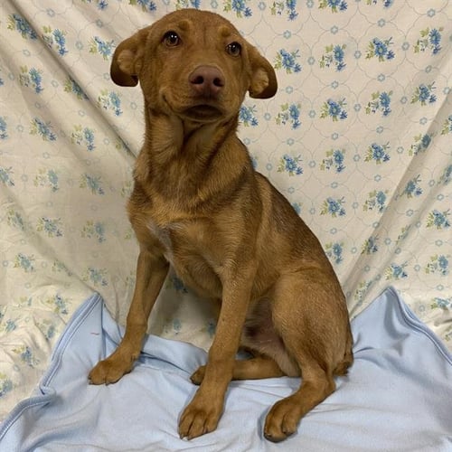 RUFFO - German Shepherd Dog / Queensland Heeler available for adoption