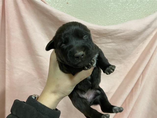 A607296 - German Shepherd Dog available for adoption