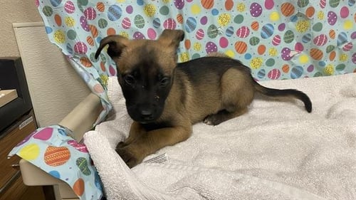 A608649 - German Shepherd Dog available for adoption