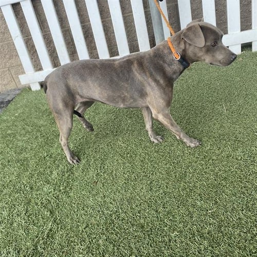 *WINIFRED - Pit Bull Terrier available for adoption