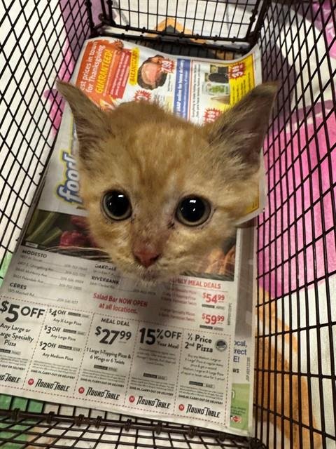 A606294 - Domestic Short Hair available for adoption