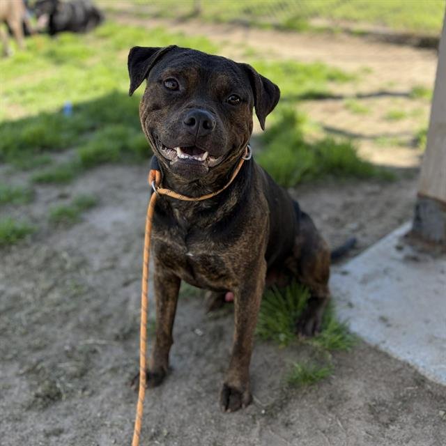 MALI - Pit Bull Terrier available for adoption