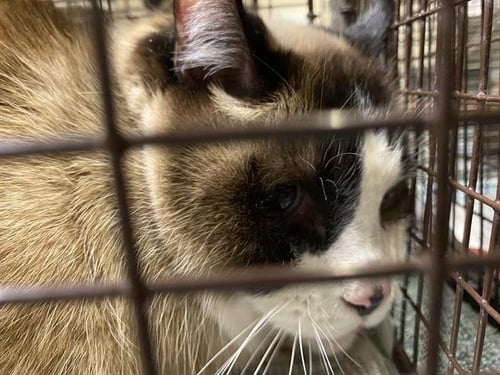LUCY - Siamese for adoption in Modesto