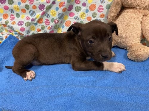 A608298 - Staffordshire Bull Terrier available for adoption