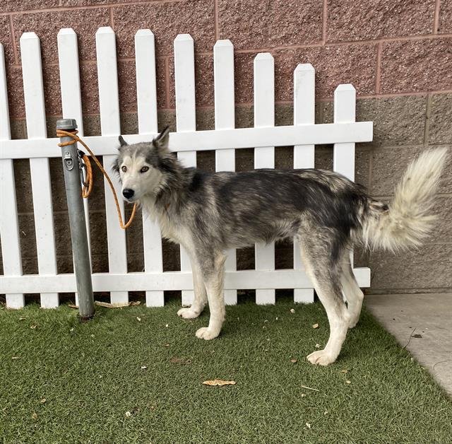 *ALPHA - Siberian Husky available for adoption