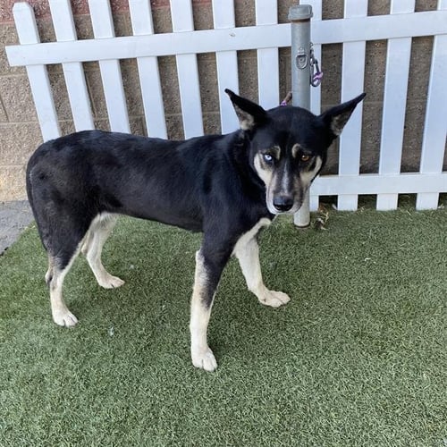 A615143 - Siberian Husky available for adoption