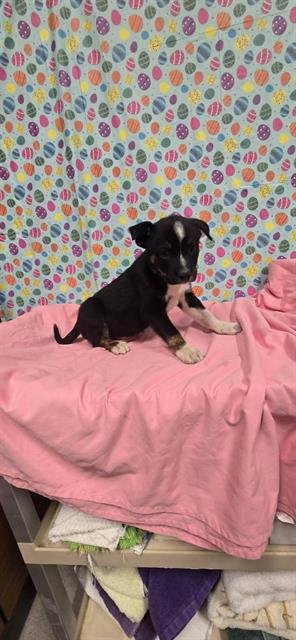 A608375 - Pit Bull Terrier available for adoption