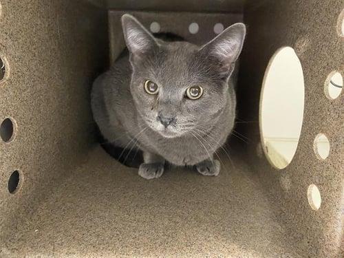 A570890 - Domestic Short Hair for adoption in Modesto