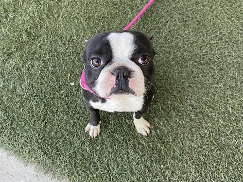 A608475 - Boston Terrier available for adoption
