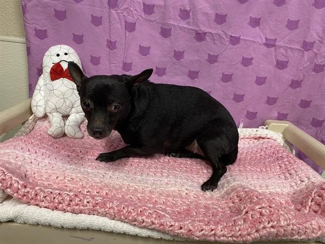 A607355 - Chihuahua available for adoption