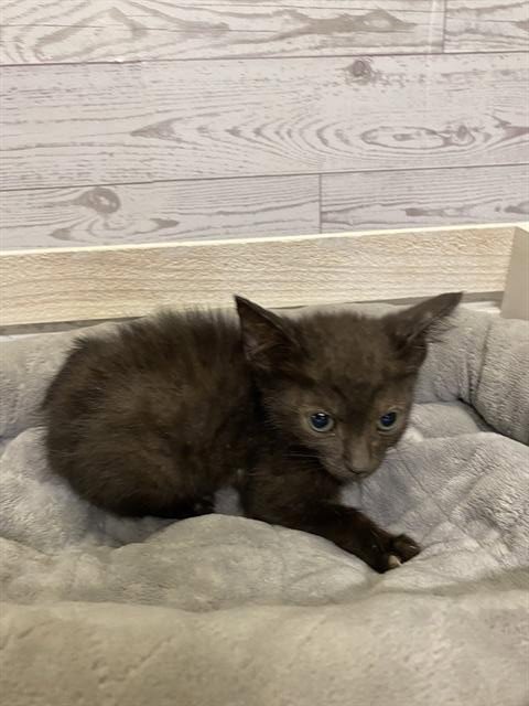 JERRY - Domestic Short Hair for adoption in Modesto