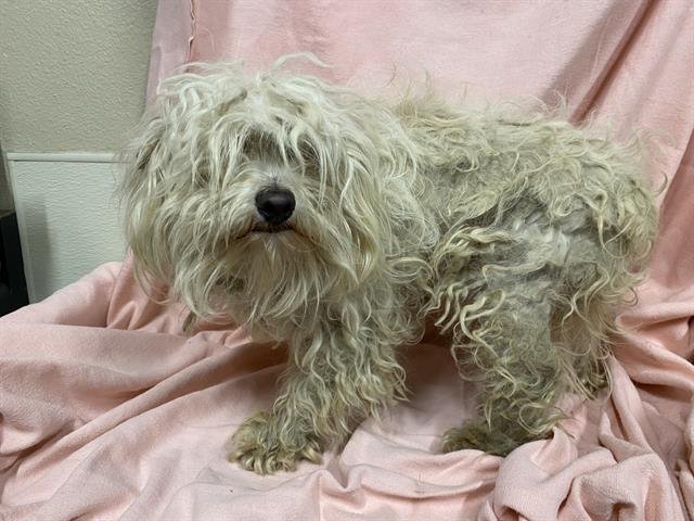 A607310 - Maltese available for adoption